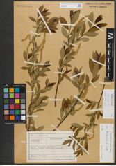 Foto von Salix triandra subsp. triandra L.